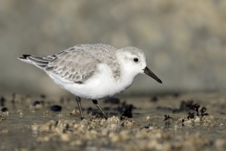 Sanderling (Calidris alba), British Columbia, Canada, North America