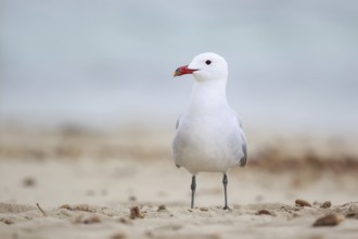 Audouin's Gull (Ichthyaetus audouinii), Mallorca, Spain, Europe