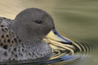Yellow-billed Teal (Anas flavirostris), Arizona, USA, North America