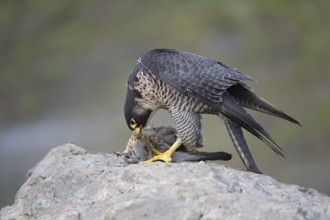 Peregrine Falcon (Falco peregrinus) female, Saxony, Germany, Europe