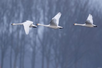 Tundra Swan (Cygnus columbianus bewickii) group flying, Netherlands