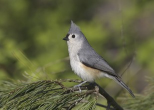 Tufted Titmouse (Baeolophus bicolor), Ohio, USA, North America