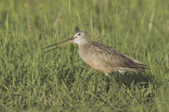 Marbled Godwit (Limosa fedoa) calling, Canada, North America