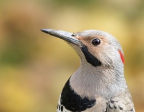 Northern Flicker (Colaptes auratus) male, Saskatchewan, Canada, North America