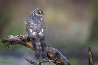 Eurasian Sparrowhawk (Accipiter nisus) female perched on a branch, Saxony-Anhalt, Germany, Europe