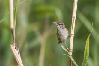 Eurasian Reed Warbler (Acrocephalus scirpaceus), Mecklenburg-Western Pomerania, Germany, Europe
