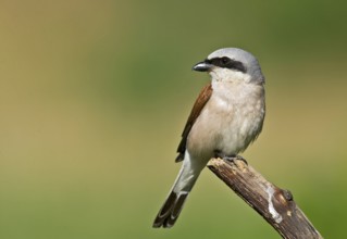 Red-backed Shrike (Lanius collurio) male perched on a branch, Aosta Valley, Italy, Europe