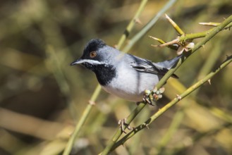 Rüppell's Warbler (Sylvia ruppeli) male, Eilat, Israel, Asia