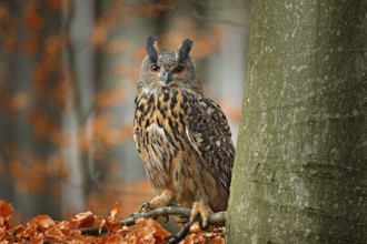 Eurasian Eagle Owl, Bubo Bubo, sitting on the tree branch, wildlife photo in the forest with orange