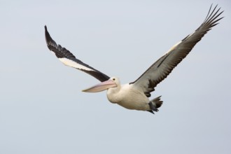 Australian Pelican (Pelecanus conspicillatus) flying, Victoria, Australia, Oceania
