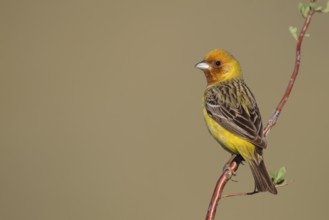 Red-headed Bunting - Braunkopfammer - Emberiza bruniceps, Kazakhstan, adult male, Asia