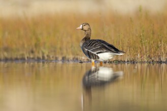 Greater White-fronted Goose (Anser albifrons), North Rhine-Westphalia, Germany, Europe