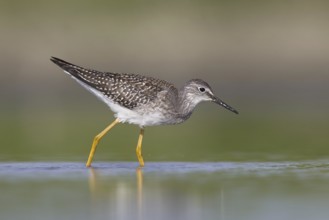 Lesser Yellowlegs (Tringa flavipes) juvenile, Michigan, USA, North America