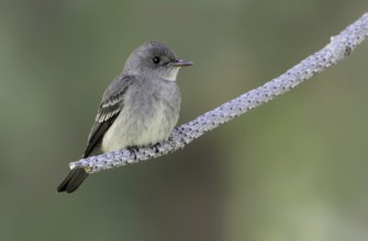 Western Wood Pewee (Contopus sordidulus), British Columbia, Canada, North America