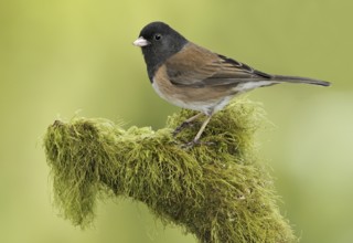 Oregon Junco (Junco hyemalis oreganus), British Columbia, Canada, North America