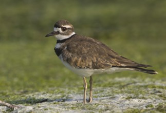 Killdeer (Charadrius vociferus), British Columbia, Canada, North America