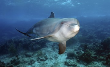 Bottlenose dolphin (Tursiops truncatus) Dolphin Flipper marine mammal swimming towards viewer,