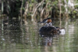 Great Crested Grebe (Podiceps Scalloped ribbonfish) with juveniles, Emsland, Lower Saxony, Germany,