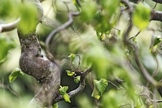 Twisted branches of hazel (Corylus avellana) with green leaves in a blurred, vivid spring scene,