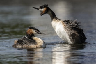 Great Crested Grebe (Podiceps Scalloped ribbonfish) with juveniles, Emsland, Lower Saxony, Germany,