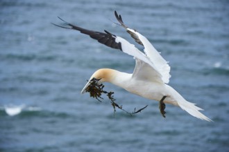 Northern gannet (Morus bassanus) flying over the sea with rivet material in the beak, wildlife,