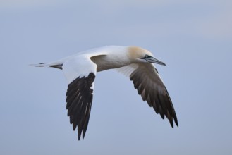 Northern gannet (Morus bassanus) flying in the sky, wildlife, Helgoland, Germany, Europe