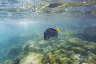 Razor surgeonfish (Prionurus laticlavius), underwater, Galapagos, Ecuador, South America