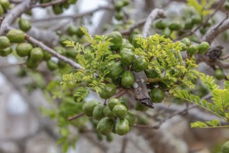Spondias purpurea (Spondias purpurea), San Cristobal, Galapagos, Ecuador, South America