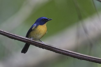 Hill Blue Flycatcher (Cyornis banyumas), Malaysia, Asia