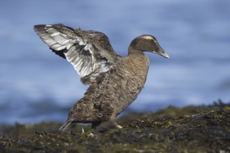 Common Eider (Somateria mollissima), Maine, USA, North America
