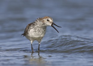 Western Sandpiper (Calidris mauri), Arizona, USA, North America