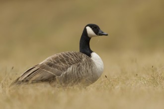 Canada Goose (Branta canadensis), Bavaria, Germany, Europe