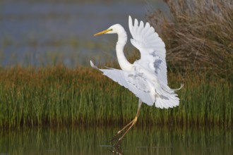 Great Egret (Ardea alba) foraging, Greece, Europe