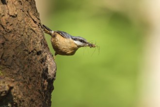 Eurasian Nuthatch (Sitta europaea) feeds at nest, Utrecht, Netherlands