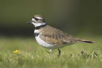 Killdeer (Charadrius vociferus), British Columbia, Canada, North America