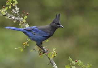 Steller's Jay (Cyanocitta stelleri), British Columbia, Canada, North America