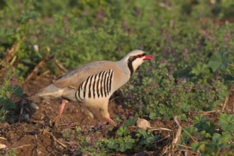 Chukar Partridge (Alectoris chukar), Paphos, Cyprus, Europe