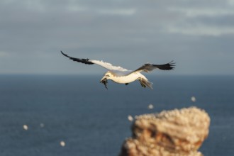 Northern Gannet (Morus bassanus) flying, Schleswig-Holstein, Germany, Europe