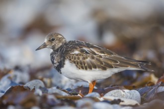Steinwälzer, Arenaria interpres Ruddy Turnstone, Arenaria interpres