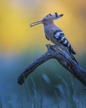 Eurasian Hoopoe (Upupa epops) with food in beak, Saxony-Anhalt, Germany, Europe