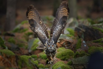 Owl in forest habitat, tree stump. Flying Eurasian Eagle Owl with open wings in forest habitat,