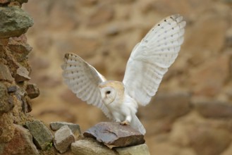 Barn owl, Tyto alba, with nice wings, landing on stone wall, light bird flying in the old castle,