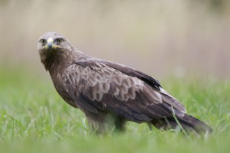 Lesser Spotted Eagle (Clanga pomarina) on grassland, Poland, Europe