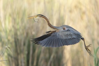 Purple Heron (Ardea purpurea) flying, Baden-Wuerttemberg, Germany, Europe