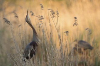 Purple Heron (Ardea purpurea), Baden-Wuerttemberg, Germany, Europe