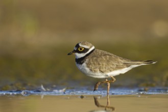 Little Ringed Plover (Charadrius dubius) female foraging, North Rhine-Westphalia, Germany, Europe