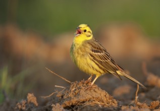Yellowhammer (Emberiza citrinella) male singing, Mecklenburg-Western Pomerania, Germany, Europe