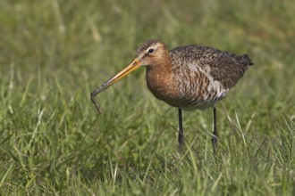 Black-tailed Godwit (Limosa limosa), Texel, Netherlands