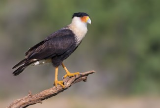 Crested Caracara (Caracara cheriway)