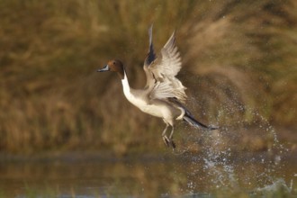 Northern Pintail (Anas acuta) male taking flight, Arizona, USA, North America